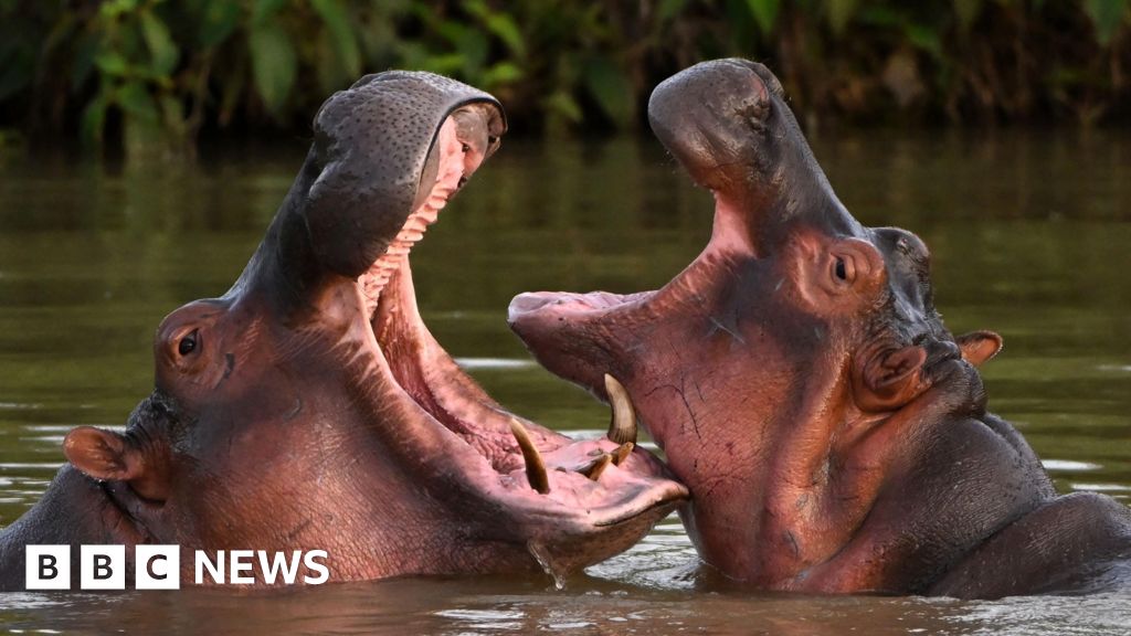 Indian billionaire's son offers to save Escobar's hippos