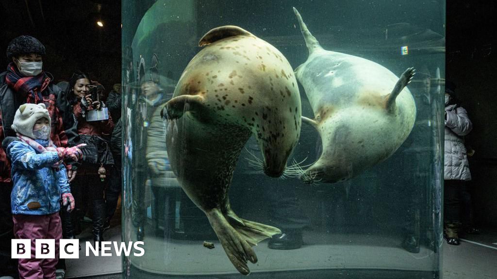 Japan zoo staffer allegedly dumps wife's body inside incinerator