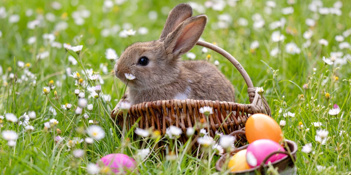 Easter 2026: 10 of the best viral memes