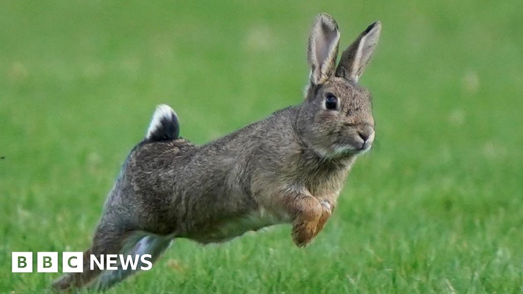 Rabbit 'disappearances' in Kent may be due to deadly virus