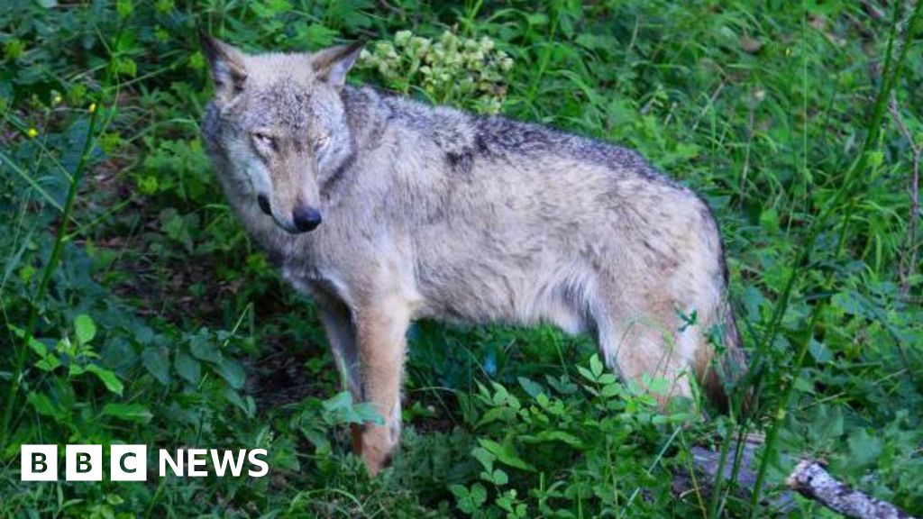 Poisoning suspected in deaths of 18 wolves in national park