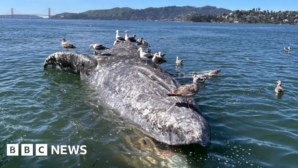 Why do grey whales keep dying in San Francisco’s waters?