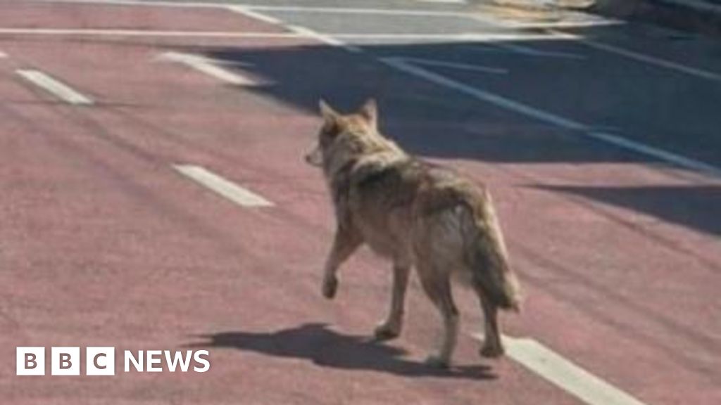 South Korea police arrest man for posting AI photo of runaway wolf