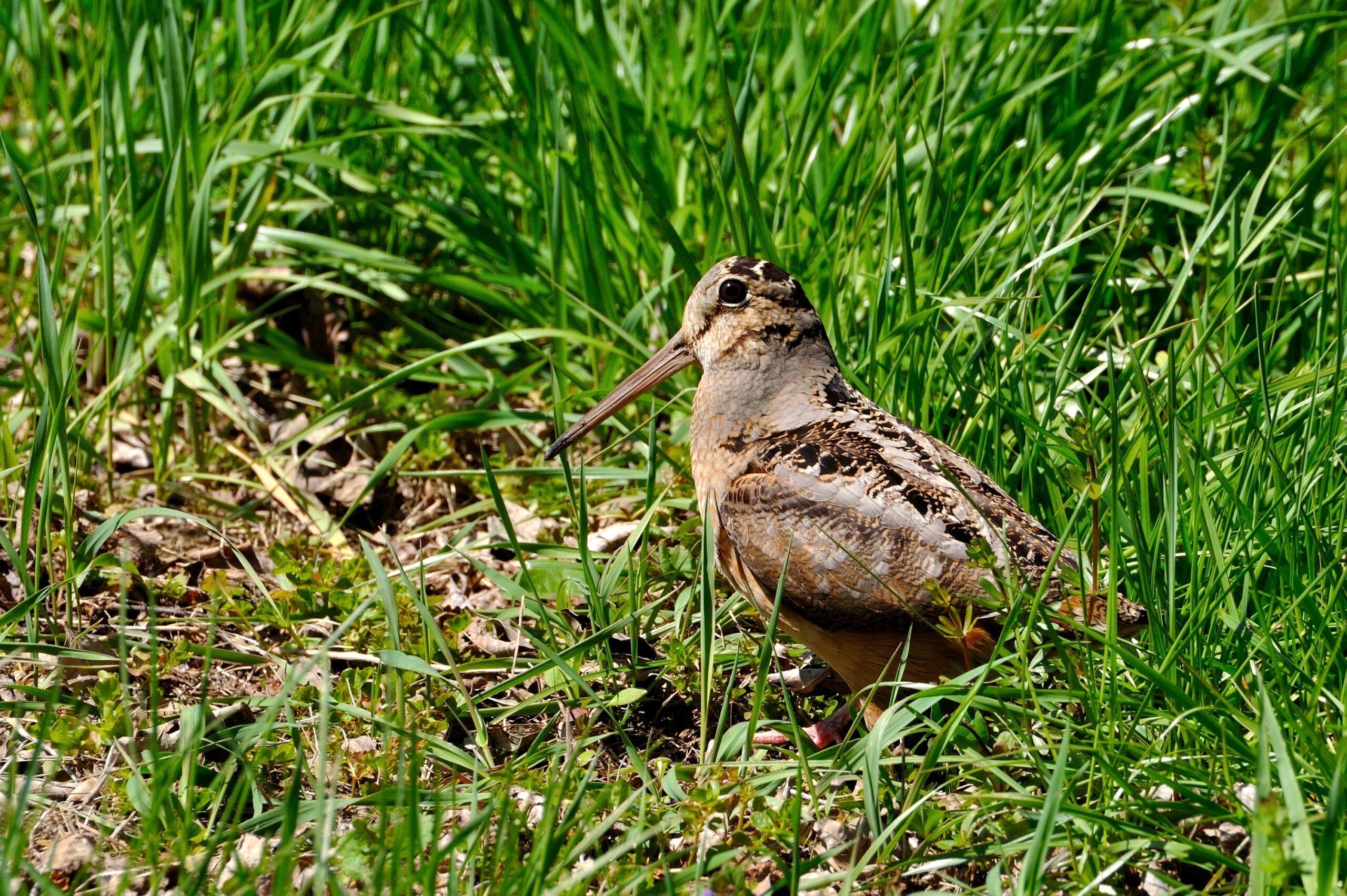 The Viral Dancing Bird is Back in Bryant Park