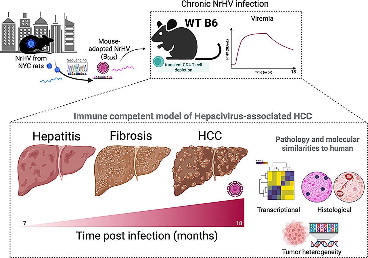 New mouse model of virus-driven liver cancer may boost diagnosis and treatments