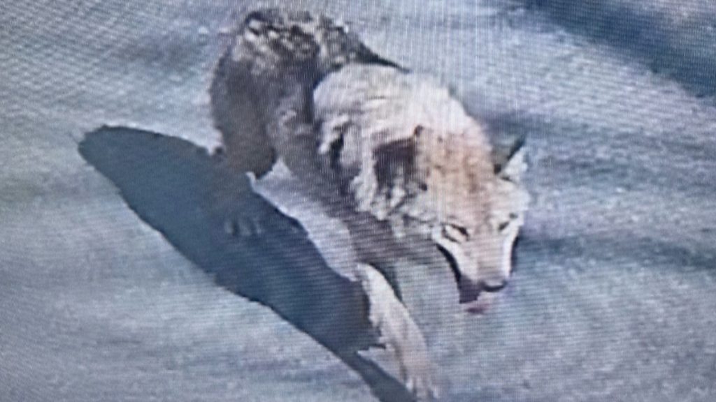 How did a wolf become a fugitive in South Korea?