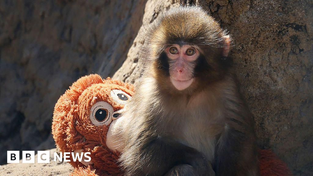 Two men arrested over stunt at enclosure of famous monkey Punch