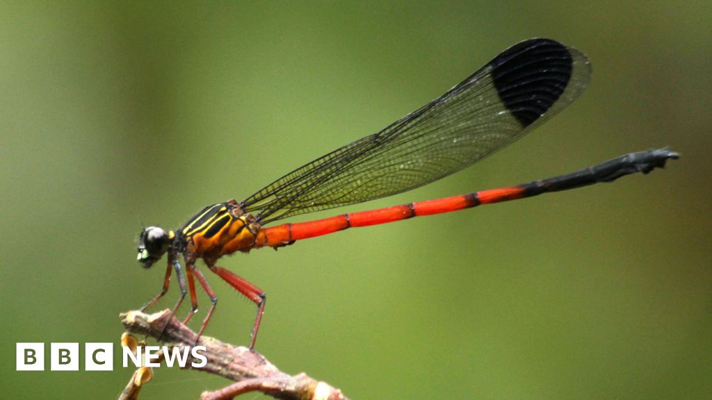 Dragonflies in distress: Scientists sound alarm in India's ecological hotspot
