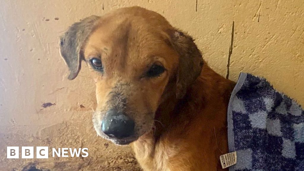 BBC uncovers the Ugandans exploiting animals to elicit donations for shelters