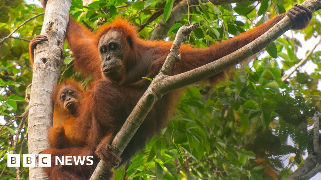 Four days of extreme rain killed 7% of world’s rarest orangutans, study says