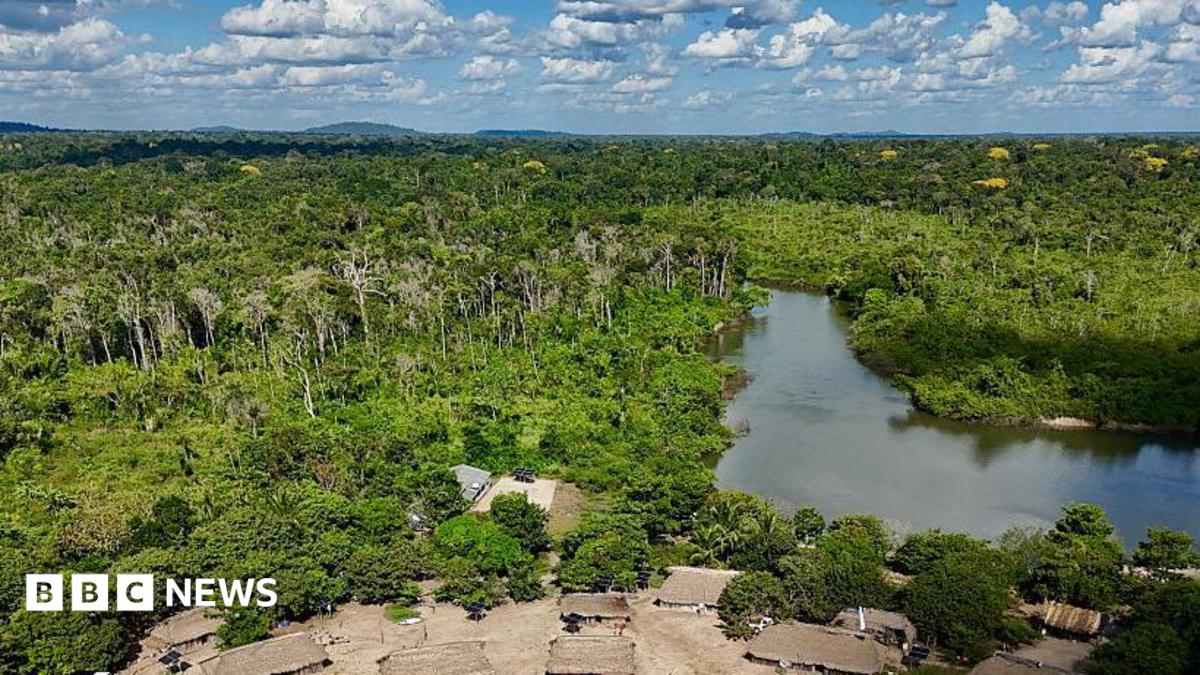 Brazil’s Amazon sees sharp decline of area burned in 2025