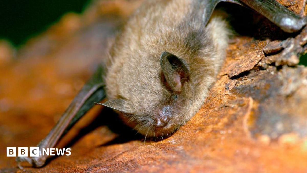 Boy dies of rabies after waking to bat on his face