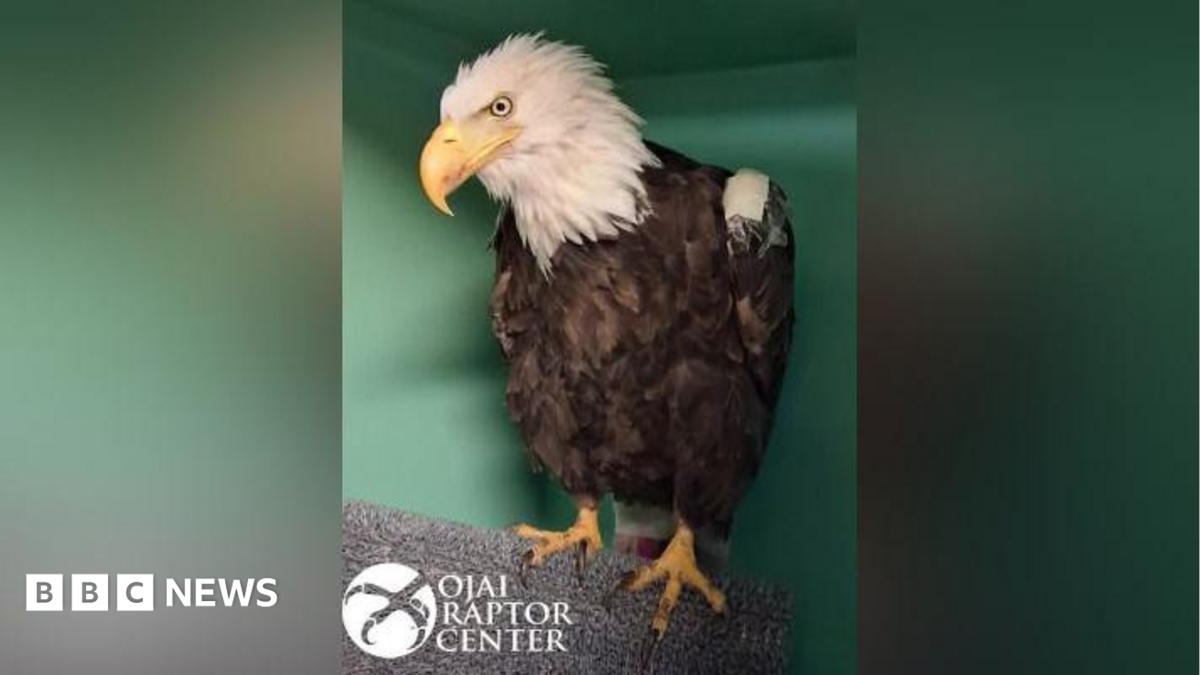 Jackie the bald eagle dies after weeks of intensive care