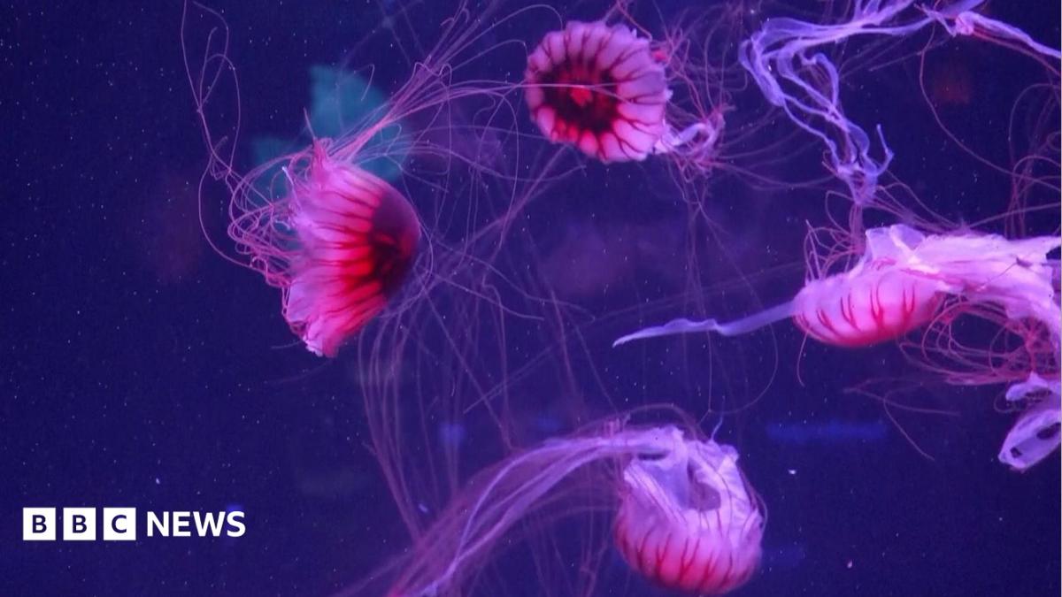Watch: Jellyfish mesmerise in their own museum in Florida