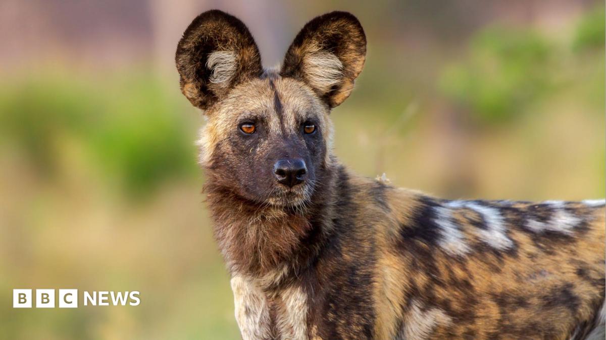 Wild dogs defy the odds with record 2,500-mile trek across Africa