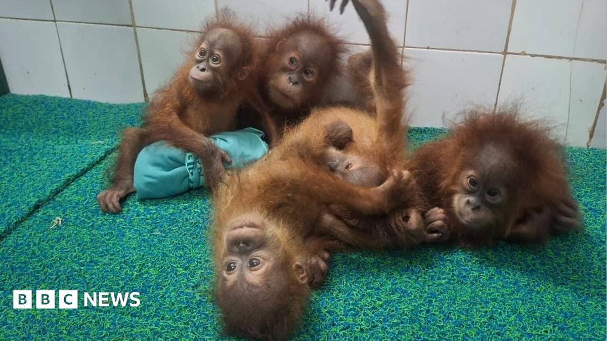 Odisha: Five baby orangutans found in India forest spark trafficking investigation