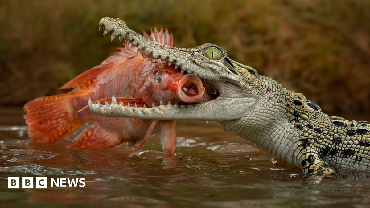 Singapore crocodile: Man charged over AI image