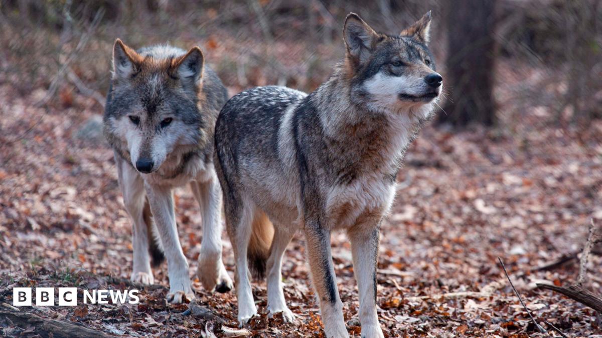 Trump signs order to remove endangered species status for grey wolves
