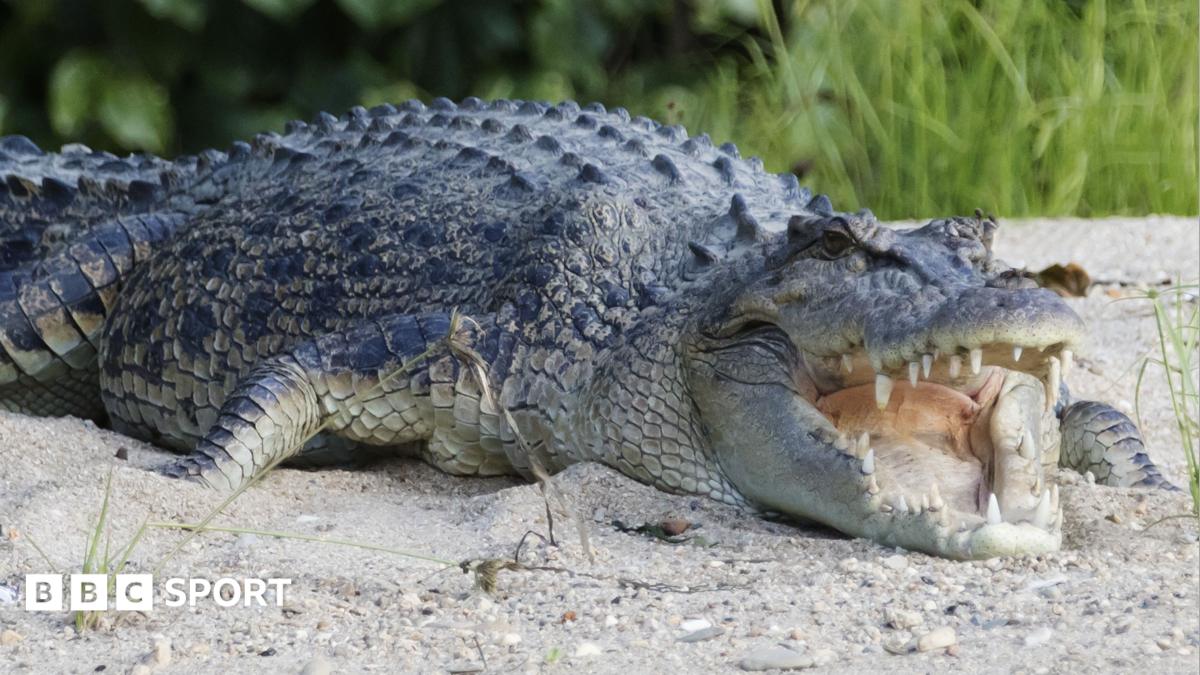 River that is home to 500 crocodiles chosen to host 2032 Olympic rowing and canoe events