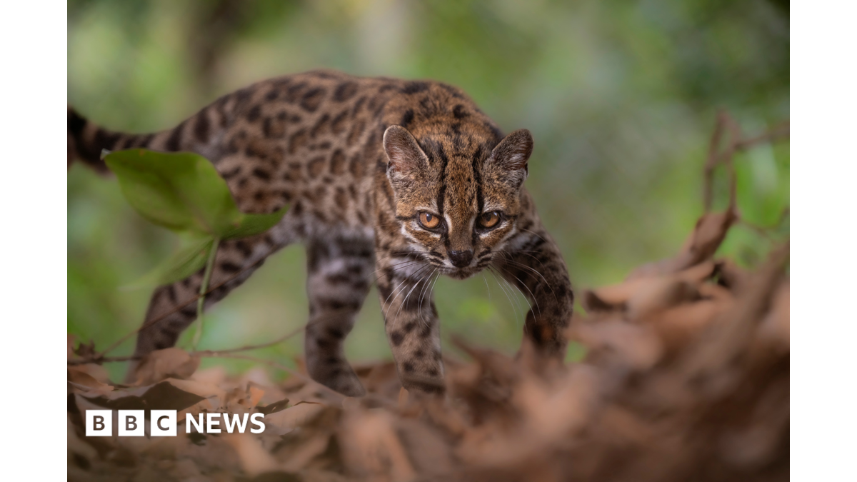 Spotted wildcat from Bolivian forest revealed as new species