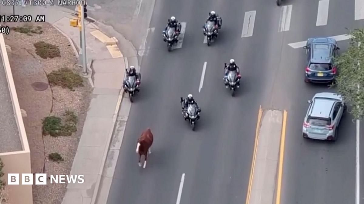 Runaway horse captured by police on motorbikes in New Mexico
