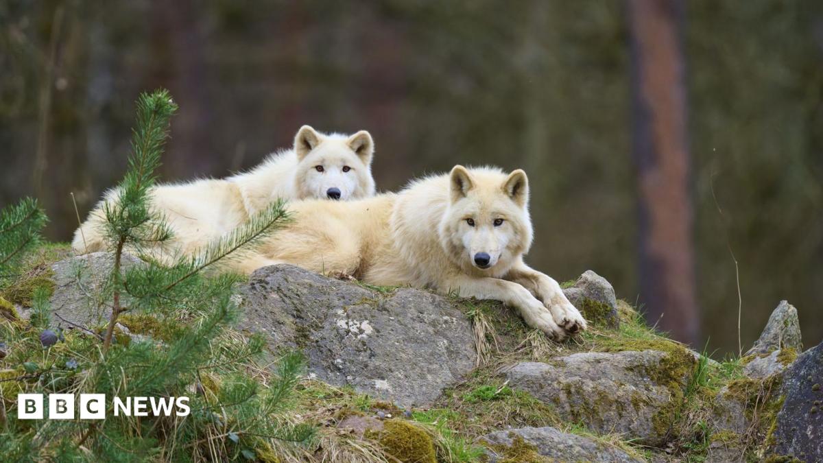 German wolf attack: Girl seriously injured at wildlife park