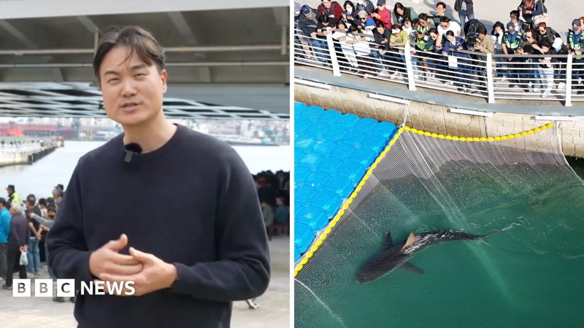 Bukangi: Huge crowds watch shark stranded in Busan, South Korea
