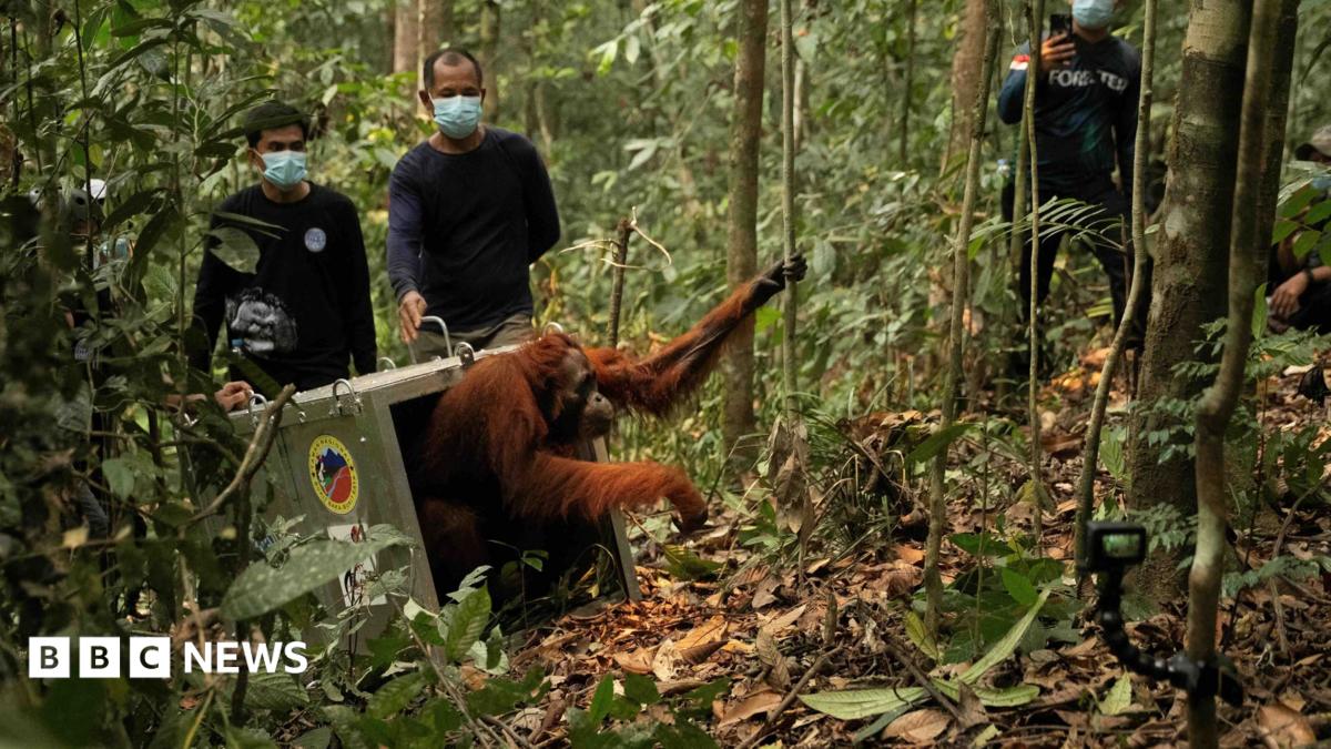 Endangered orangutans released back into the wild after Borneo fires